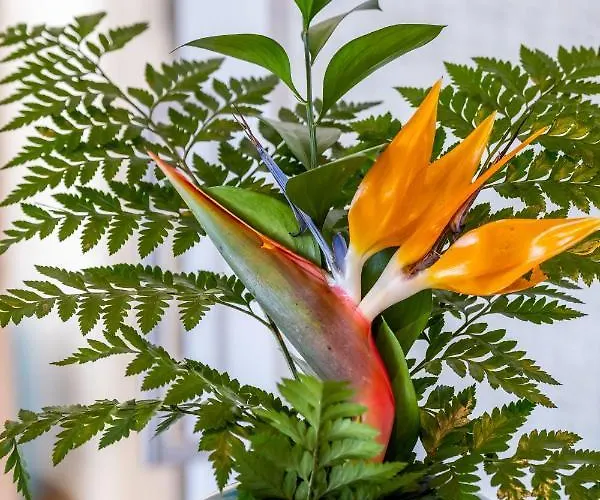 Banana By Atlantic * Funchal